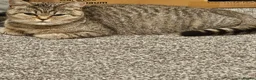 British Shorthair cats for sale: Active, gccf and tica registeted queen - Advert 11