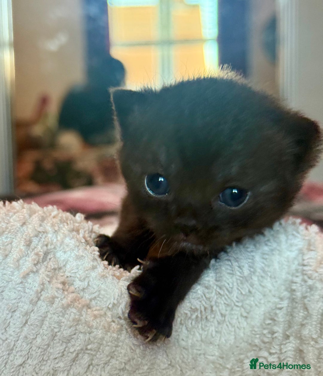 Mixed Breed cats for sale: Adorable kittens for sale - Advert 11