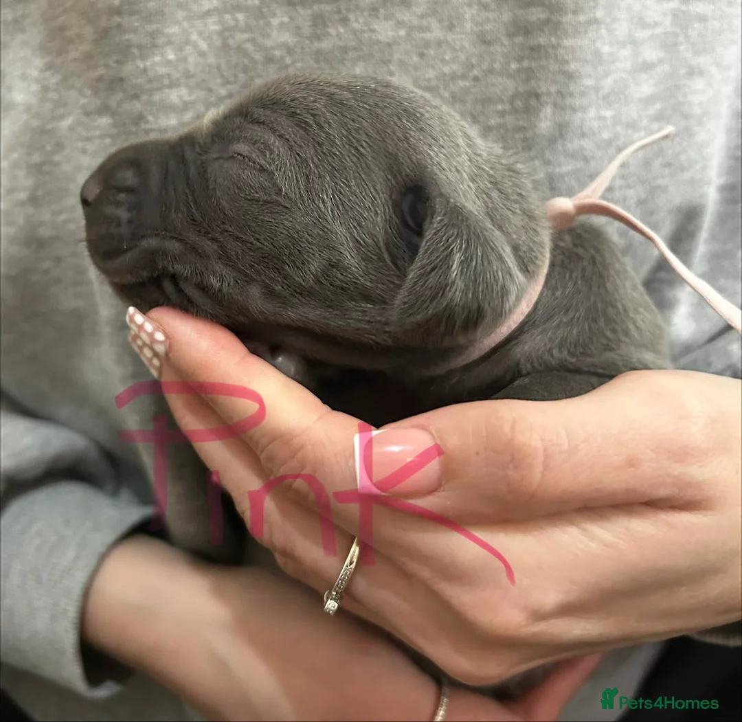 Weimaraner dogs for sale: Weimaraner puppies for sale  - Advert 2