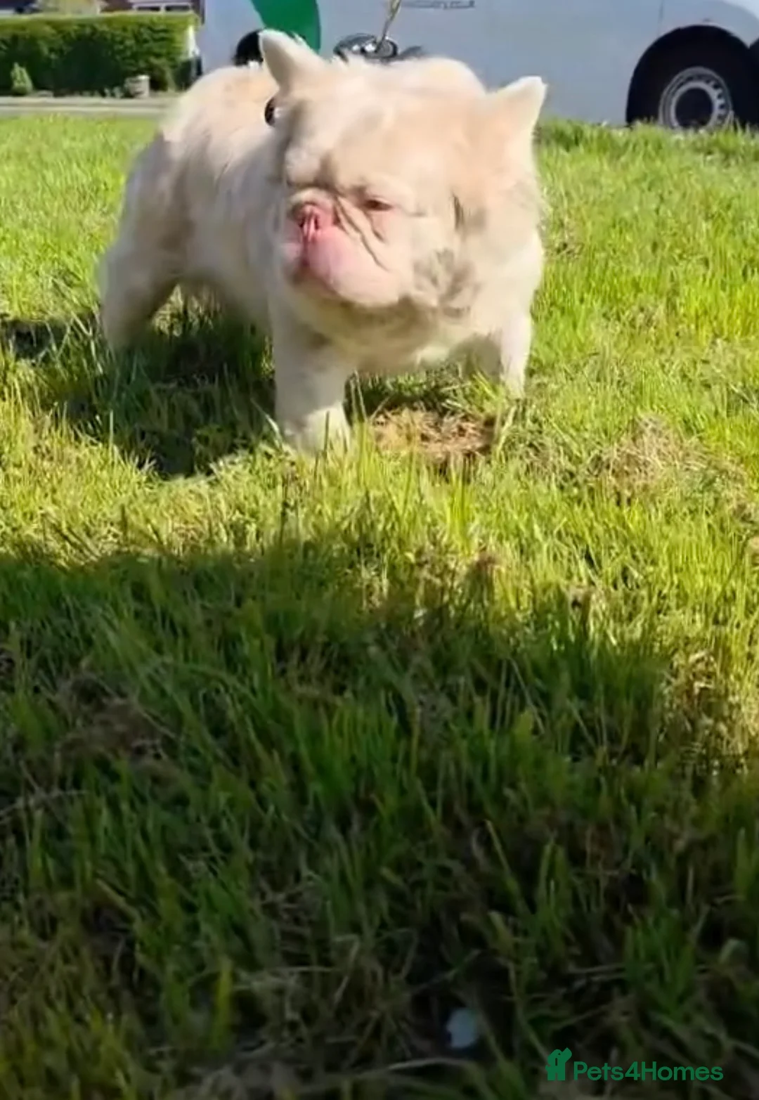 French Bulldog dogs for stud: 🩷 PINK FLUFFY STUD🩷 - Advert 2