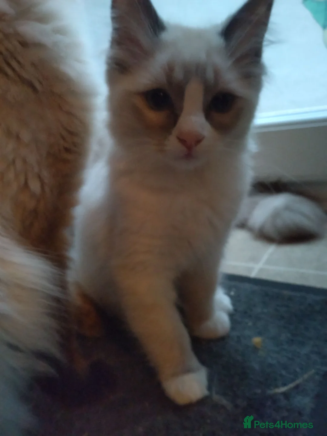 Ragdoll cats for sale: Beautiful affectionate Boys  - Advert 2
