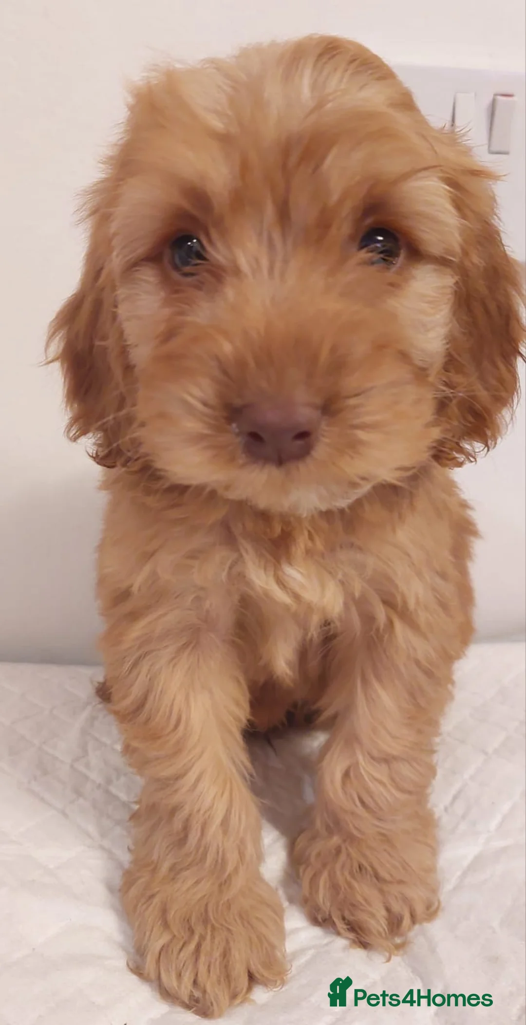 Cockapoo dogs for sale: Beautiful Cockapoo  - Advert 2