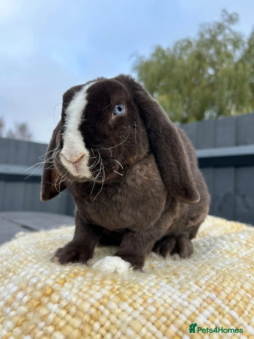 Mini Lop rabbits for sale: Mini Plush Lop Girls  - Advert 2