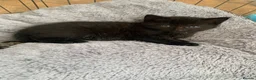 Mixed Breed cats for sale: Gorgeous playful kittens  - Advert 2