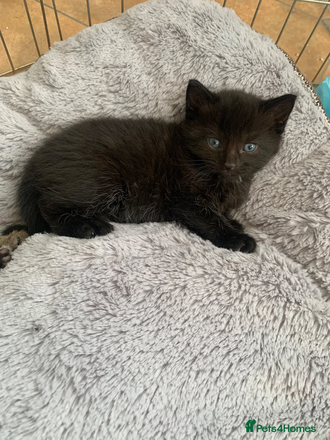 Mixed Breed cats for sale: Gorgeous playful kittens  - Advert 2