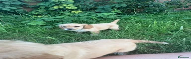Mixed Breed Puppy 3