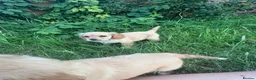 Mixed Breed dogs for sale: Cavachon x cocker puppies in Reading - Advert 3
