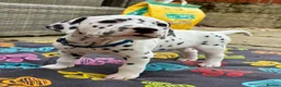 Dalmatian dogs for sale: Unexpectedly re-available Dalmatian girl-ready now - Advert 16
