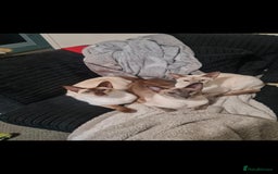 Siamese cats for sale: 3 x 2 y/o siamese males - Image 1