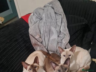 Siamese cats - Advert 1