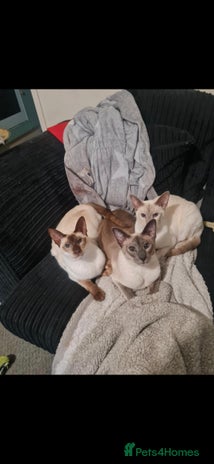 Siamese cats - Advert 2