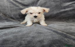 Bichon Frise dogs for sale: Bichon Frise Puppies For Sale - Image 3