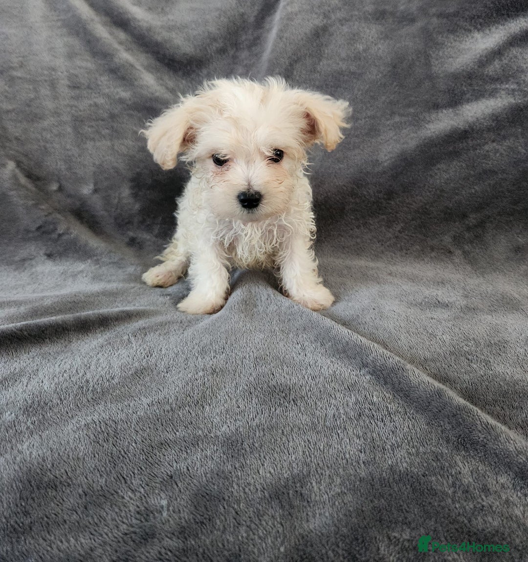 Bichon Frise dogs for sale: Bichon Frise Puppies For Sale - Image 3