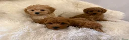 Maltipoo dogs for sale: 🐾 toy maltipoo puppy’s 🐾 - Advert 5