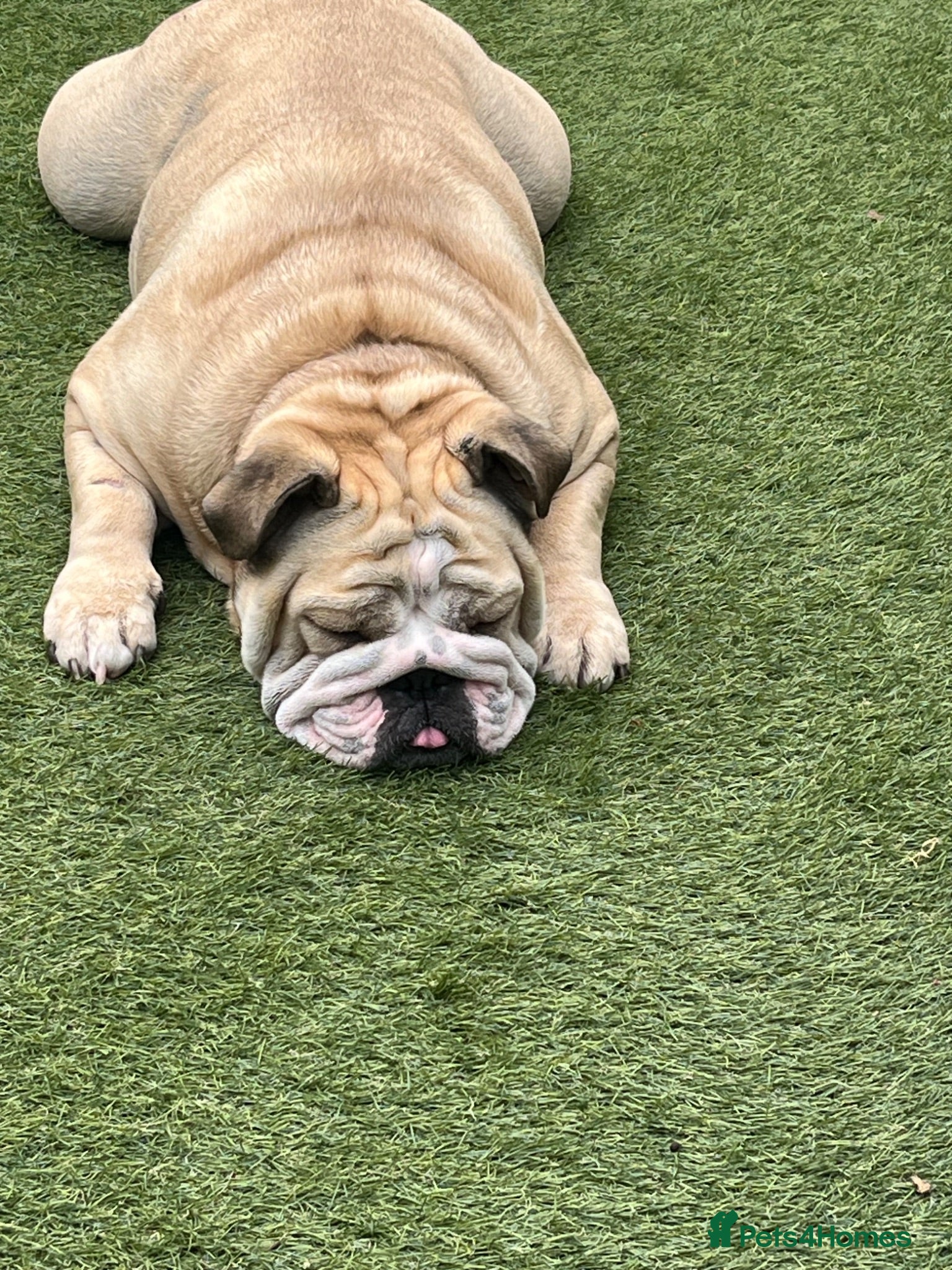 English Bulldog dogs English bull dogs  - Advert 7