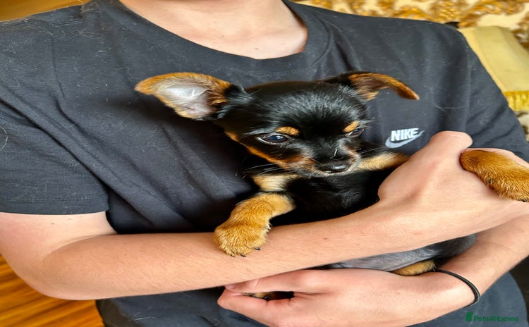 Chorkie dogs - Advert 10