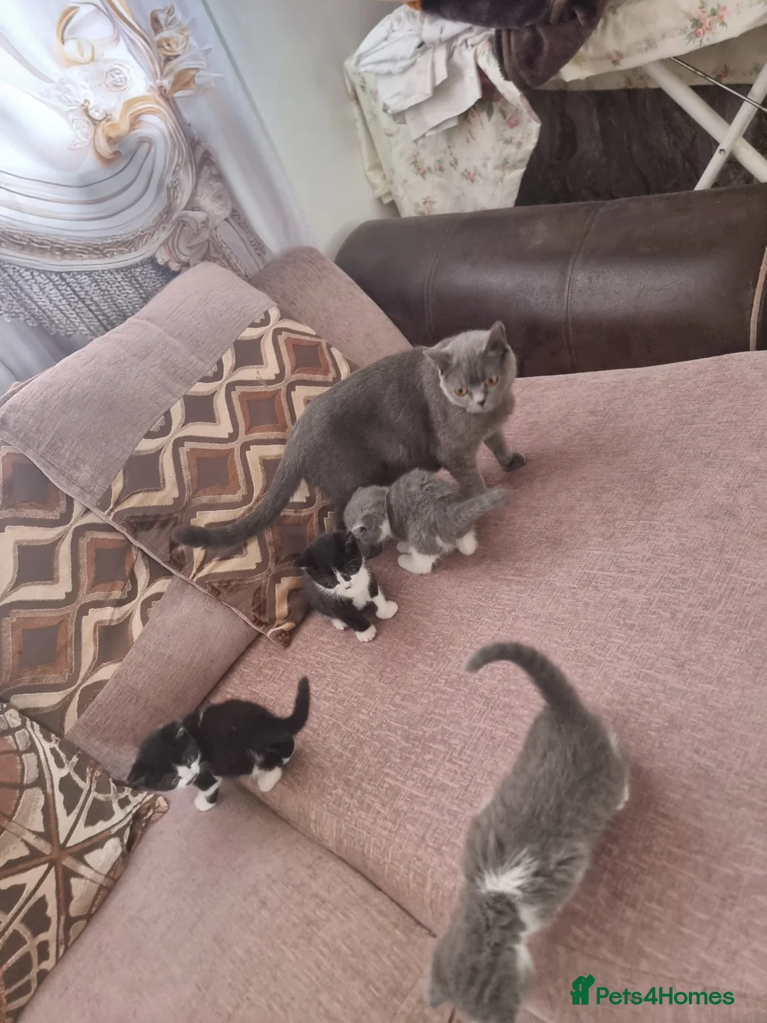 British Shorthair cats for sale: 4 Mixed British Short-Hair kittens  - Advert 1