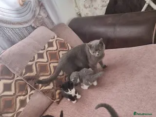 British Shorthair cats 4 Mixed British Short-Hair kittens - Advert 3