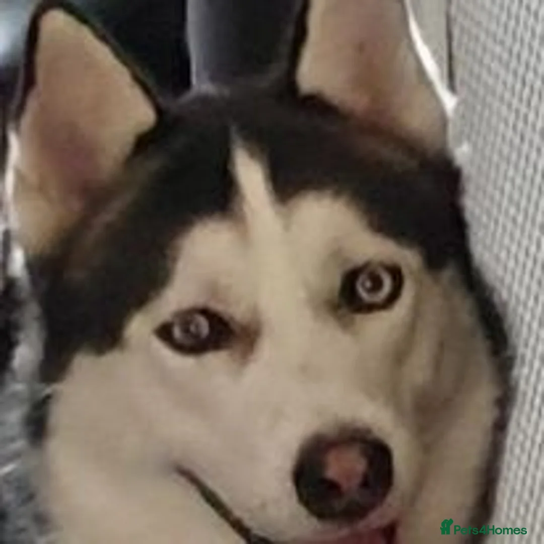 Siberian Husky dogs for stud: BLUE EYED HUSKY FOR STUD in Doncaster - Advert 15