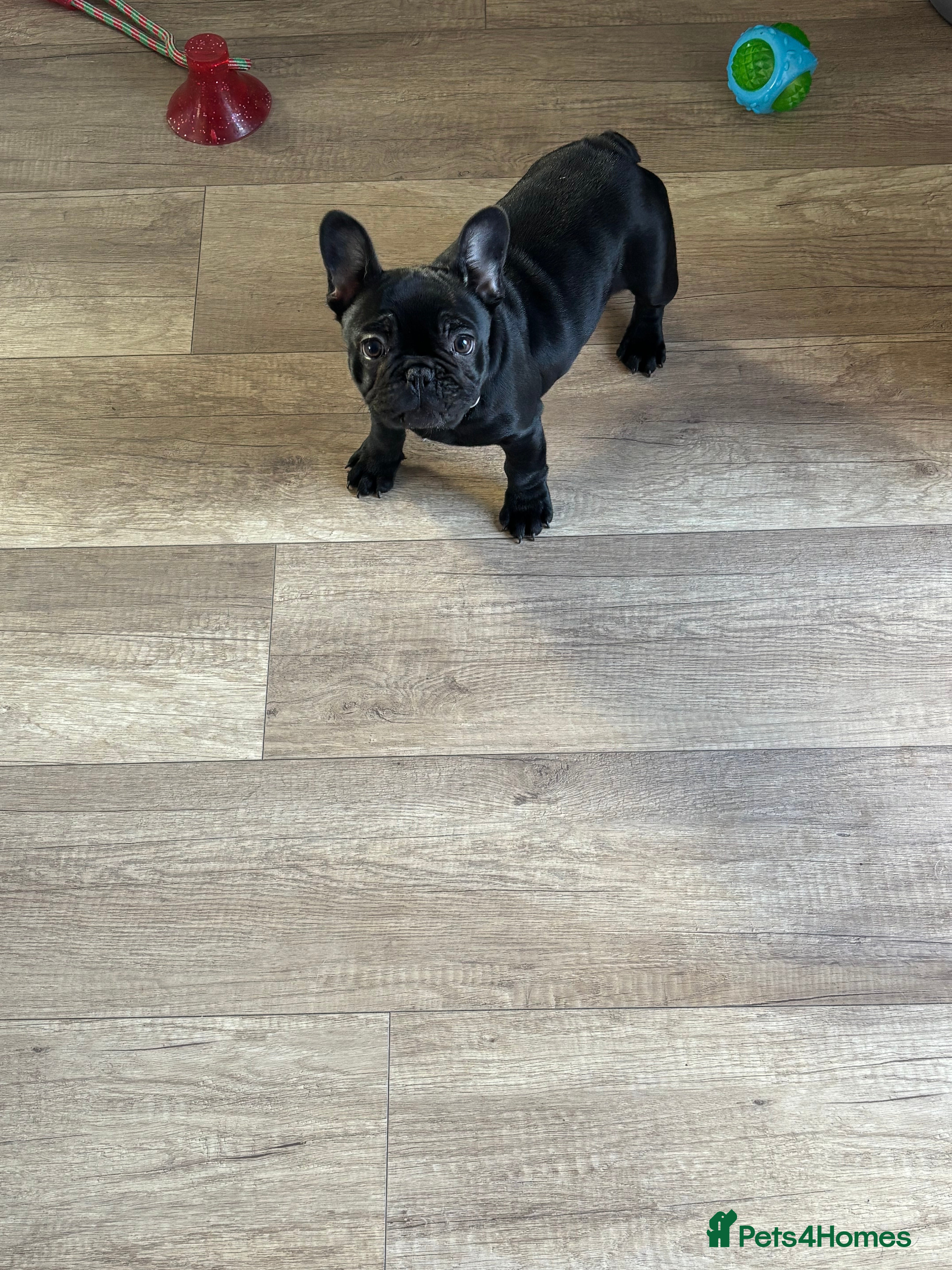 French Bulldog dogs Female French bulldog  - Advert 1