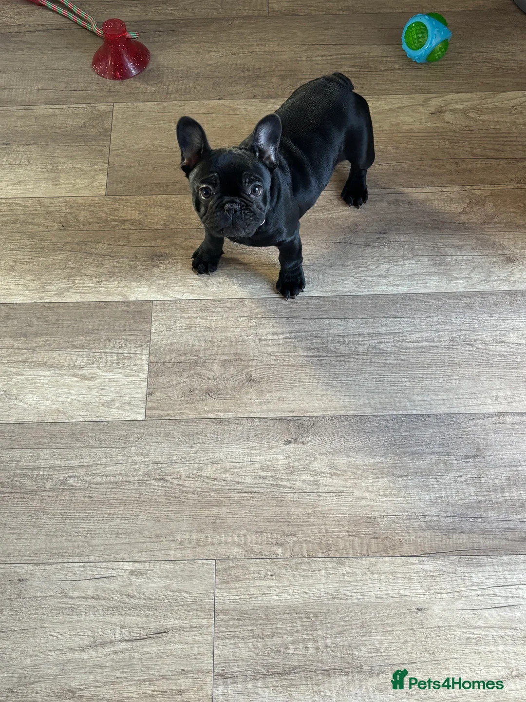 French Bulldog dogs for sale: Female French bulldog  - Advert 1