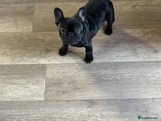 French Bulldog dogs Female French bulldog - Advert 1
