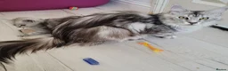 Maine Coon cats for sale: Tica registered maine coon kittens  - Advert 36