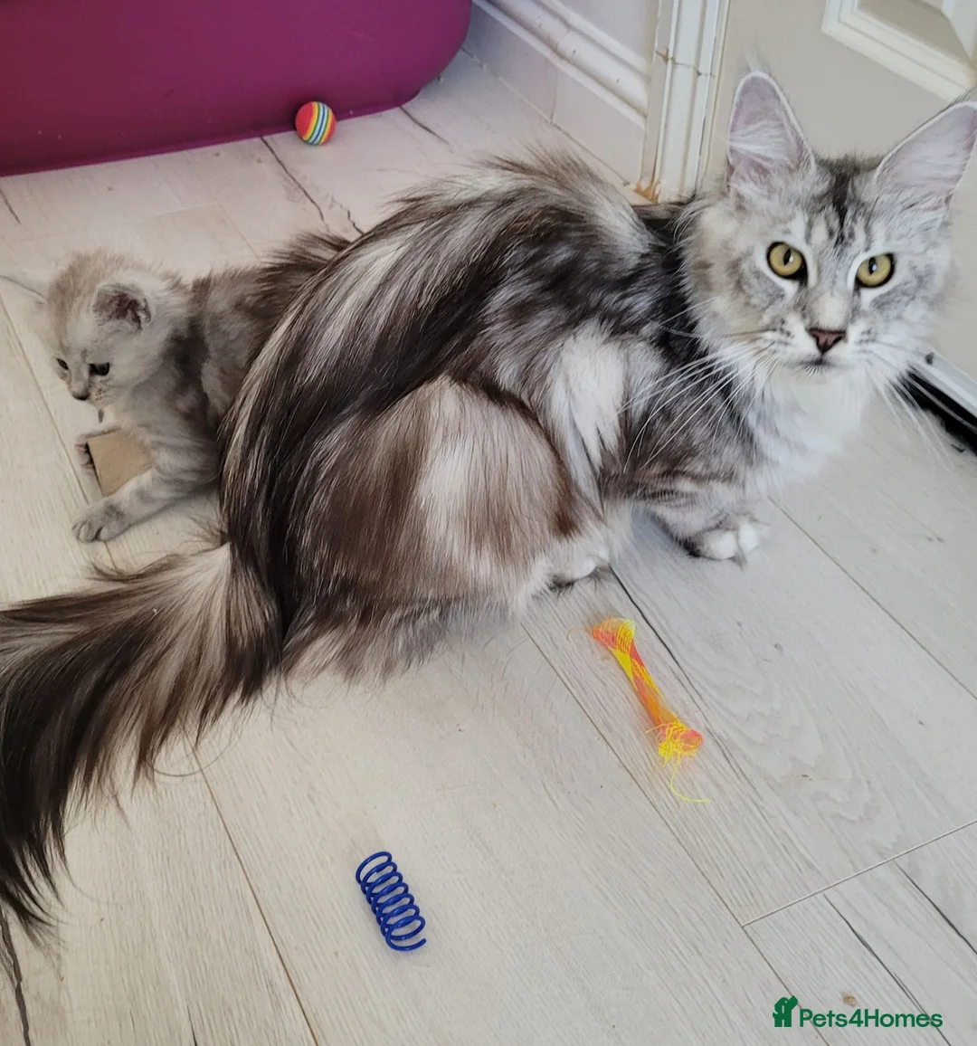 Maine Coon cats for sale: Tica registered maine coon kittens  - Advert 36