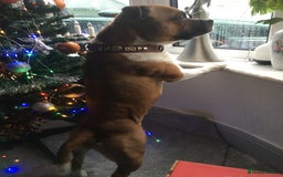 Staffordshire Bull Terrier dogs for stud: Proven Staffordshire Bull Terrier for Stud  - Image 12