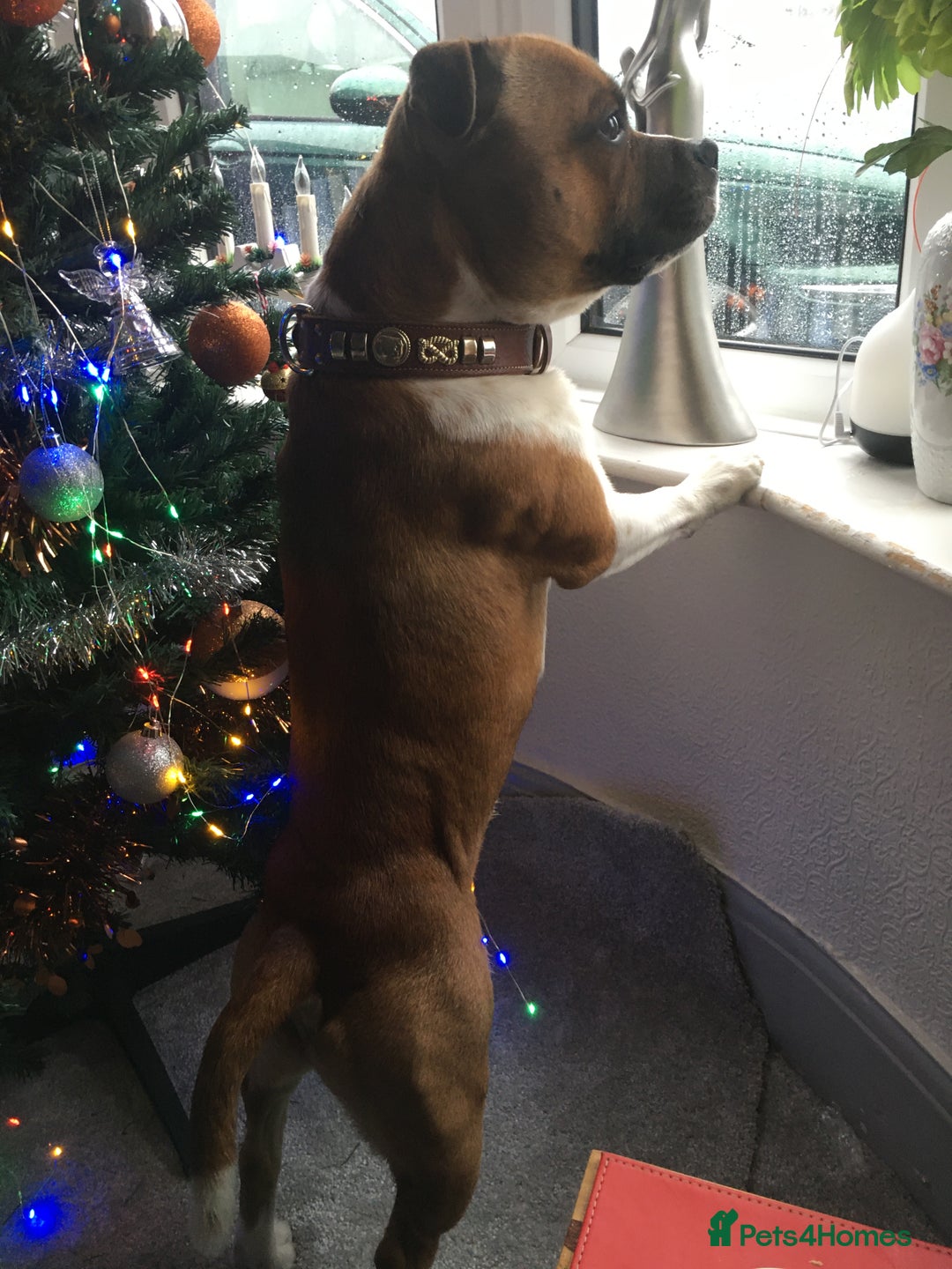Staffordshire Bull Terrier dogs for stud: Proven Staffordshire Bull Terrier for Stud  - Image 12