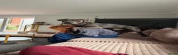 Cane Corso dogs for sale: Goofy, loving Cane Corso looking for a new home in Colchester - Advert 6