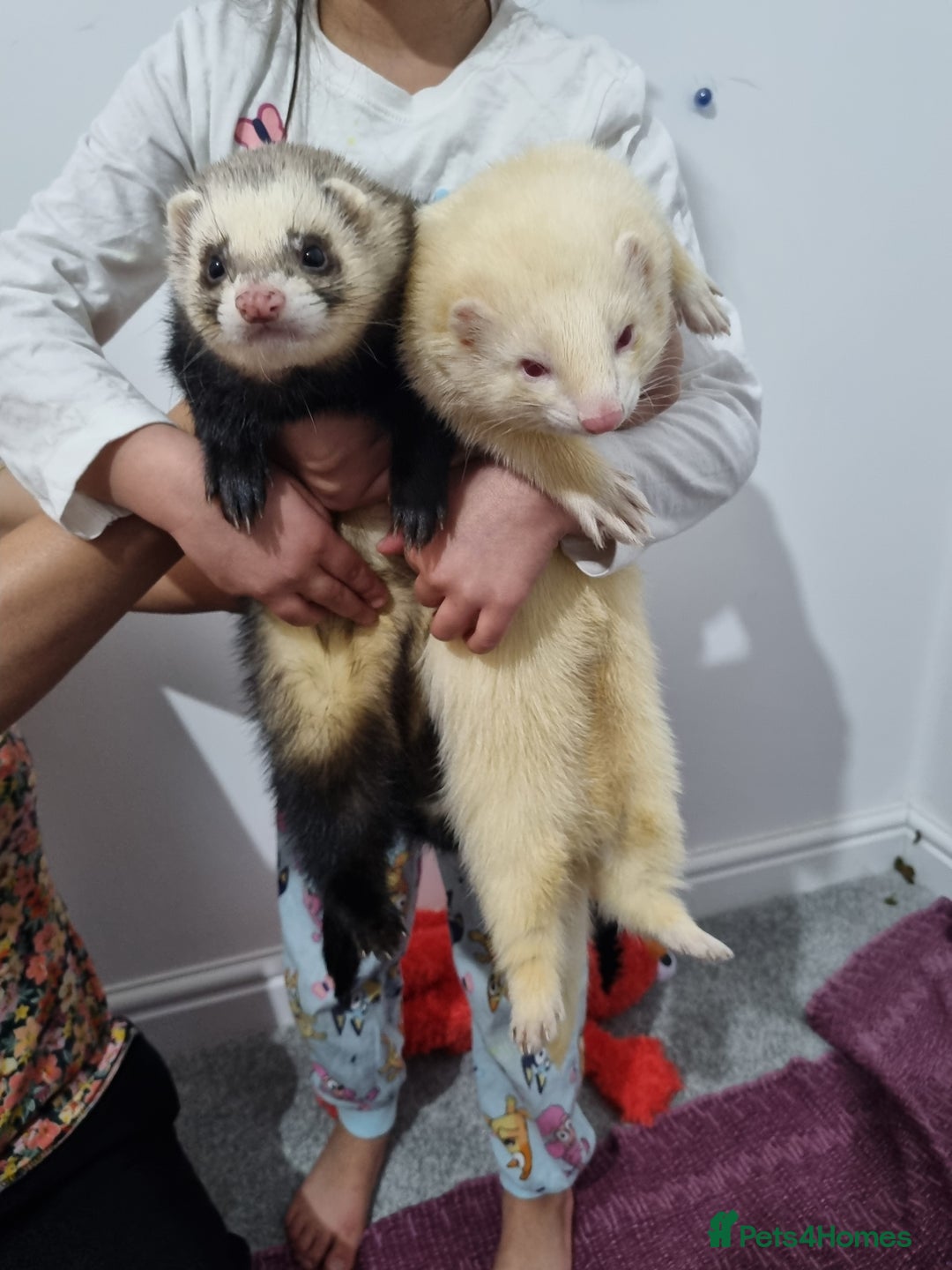Ferret rodents for sale: 2 lovely ferrets - Advert 1