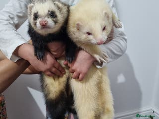 Ferret rodents 2 lovely ferrets - Advert 1