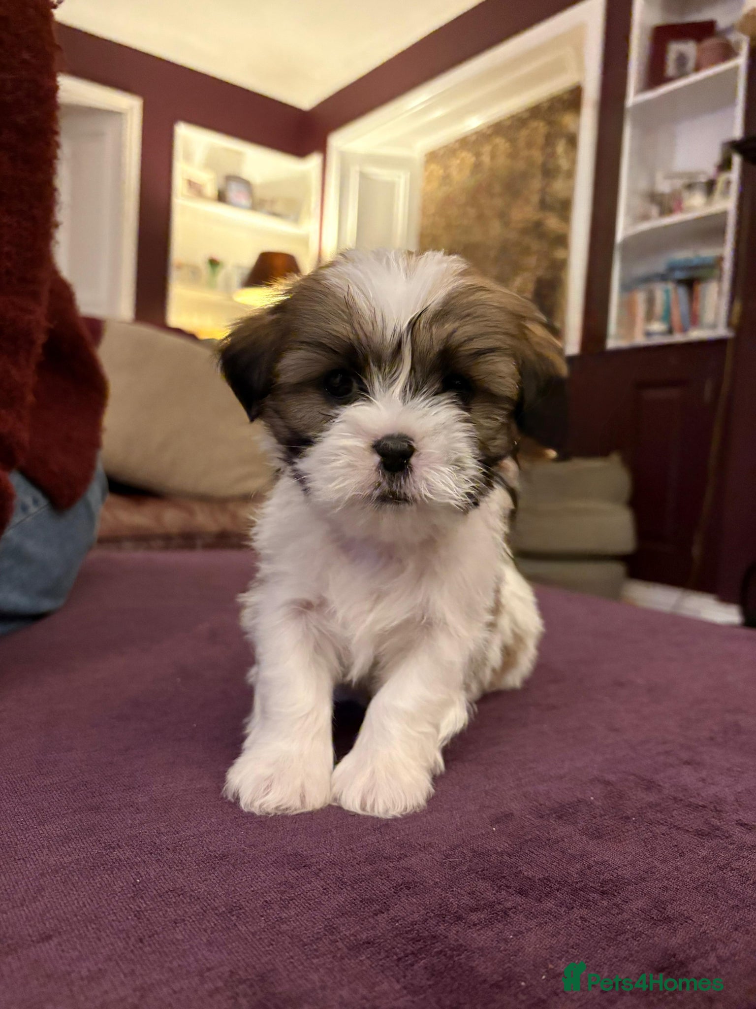 Lhasa Apso dogs Pure bred Lhasa apso pups - Advert 5