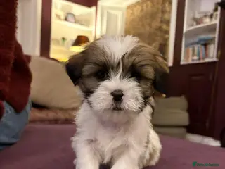 Lhasa Apso dogs Pure bred Lhasa apso pups - Advert 5