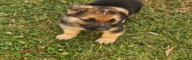 German Shepherd red 