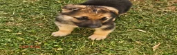 German Shepherd dogs for sale: 8 BIG German Shepherd Puppies  - Advert 14