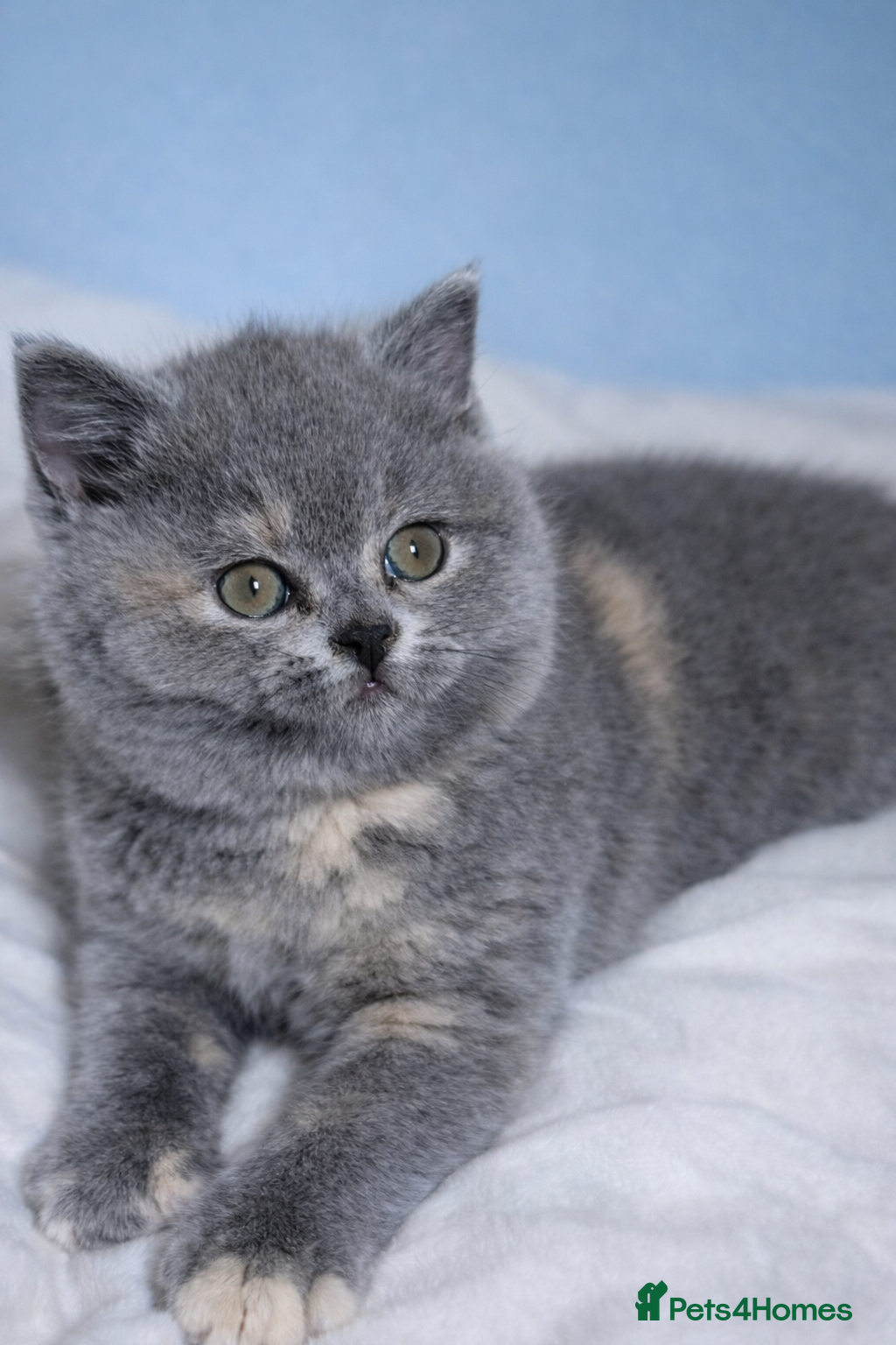British Shorthair cats 🐾BSH 🔴 LAST kitten available 🐾 GCCF & TICA - Advert 1