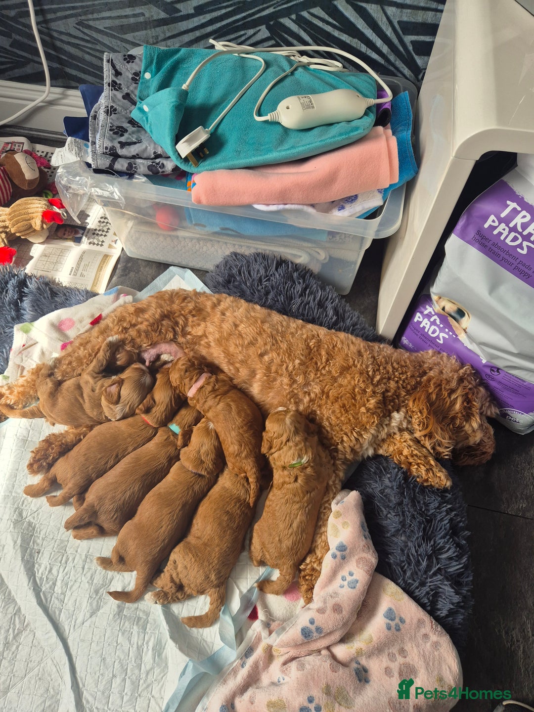 Cockapoo dogs for sale: Gorgeous F1b Toy Cockapoo puppies - Image 2