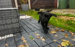 Labrador Retriever dogs for sale: Field trail champion winning line Labradors  - Advert 2