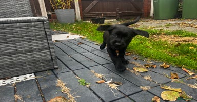 Labrador Retriever dogs - Advert 8