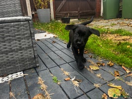 Labrador Retriever dogs - Advert 8