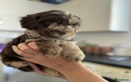 Sheepadoodle dogs for sale: F1b mini sheepadoodles - Image 25