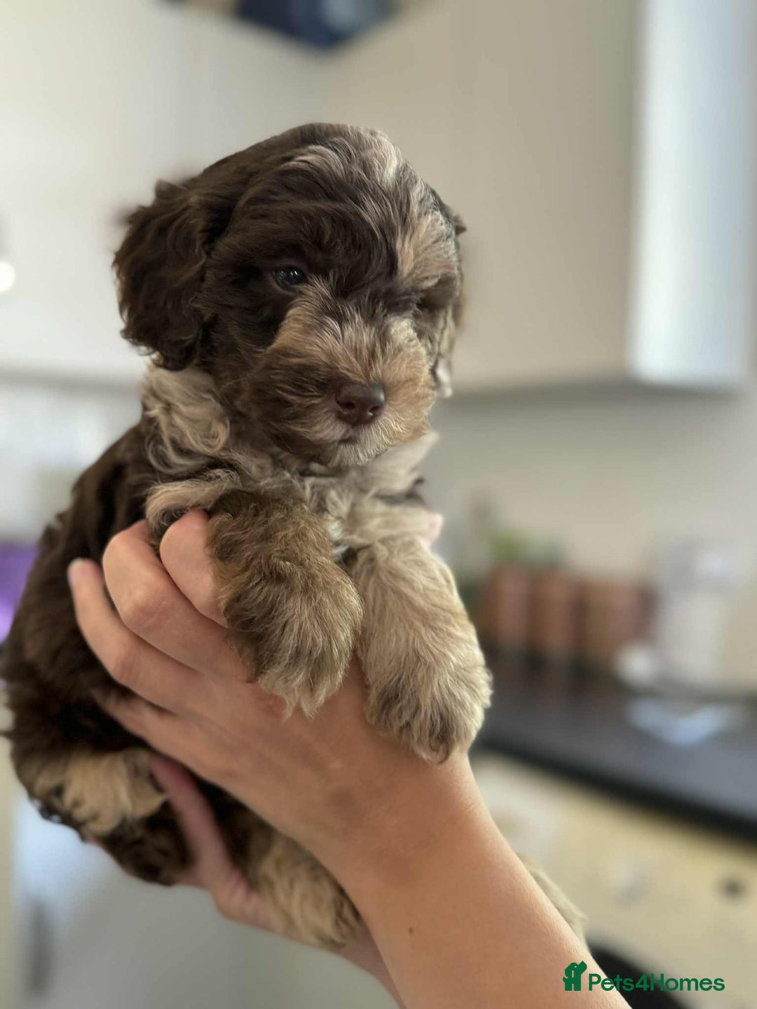 Sheepadoodle dogs for sale: F1b mini sheepadoodles - Image 25