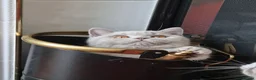 British Shorthair cats for sale: Lilac British Shorthair Boy in Newport - Advert 12