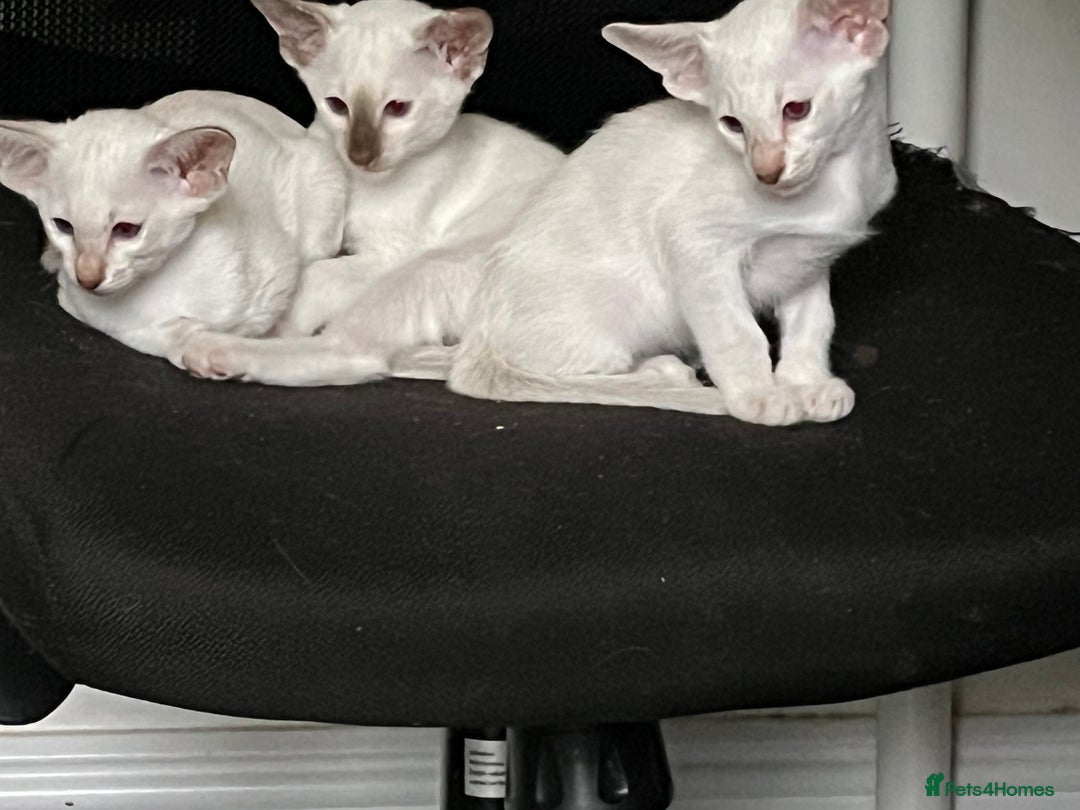 Siamese cats for sale: Siamese kittens gccf registered  - Advert 3