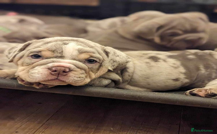 English Bulldog dogs - Advert 5