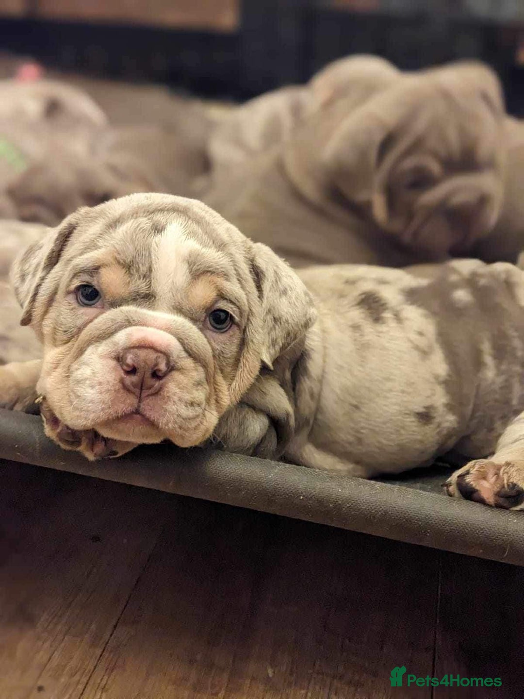 English Bulldog dogs for sale: Elite English Bulldog Breeding Pair Available! - Image 1