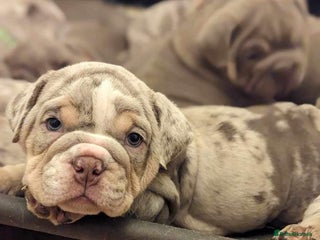 English Bulldog dogs - Advert 22