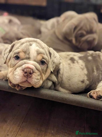 English Bulldog dogs - Advert 5